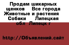 Продам шикарных щенков  - Все города Животные и растения » Собаки   . Липецкая обл.,Липецк г.